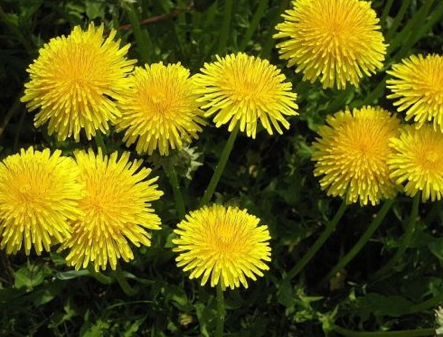 Dandelion Taraxacum officinale seed | BELL Garden Company,Wholesale ...