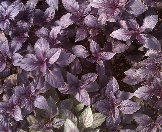 Ocimum basilicum Seeds | Dark Opal Basil