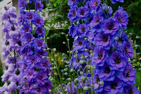 Delphinium Seeds | Larkspur