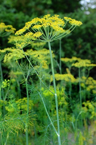 Anethum graveolens Seeds | Dill
