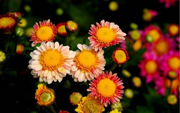 Chrysanthemum Seeds | Dwarf Chrysanthemum