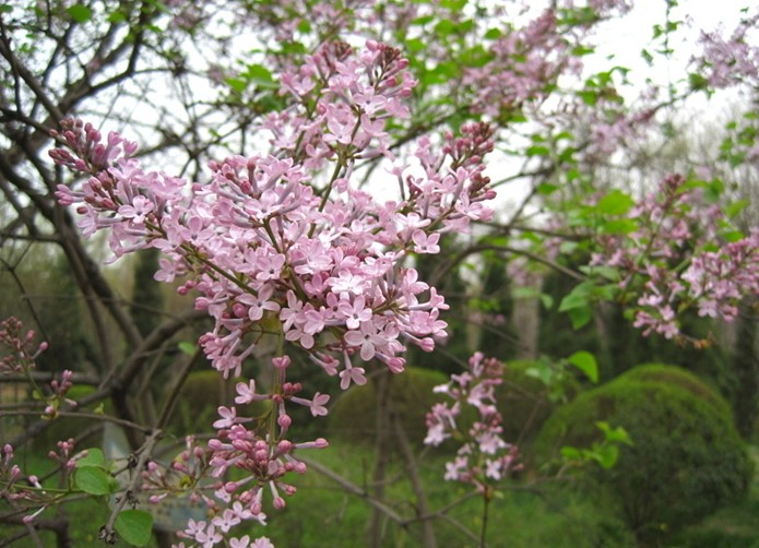 Early Lilac seeds (Syringa oblata) Early Lilac seeds (Syringa oblata)