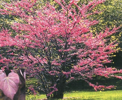Eastern Redbud seeds (Cercis canadensis) Eastern Redbud seeds (Cercis canadensis)