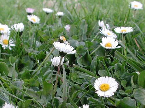 Bellis perennis Seeds | English Daisy