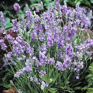 Lavandula angustifolia Seeds | English Lavender