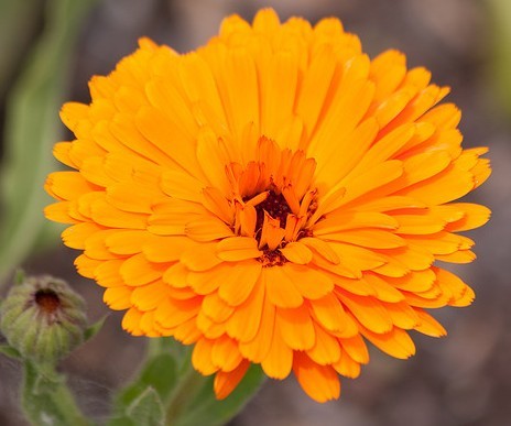 Calendula officinalis 'Erfurter Orangefarbige' Seeds | Erfurter Orange