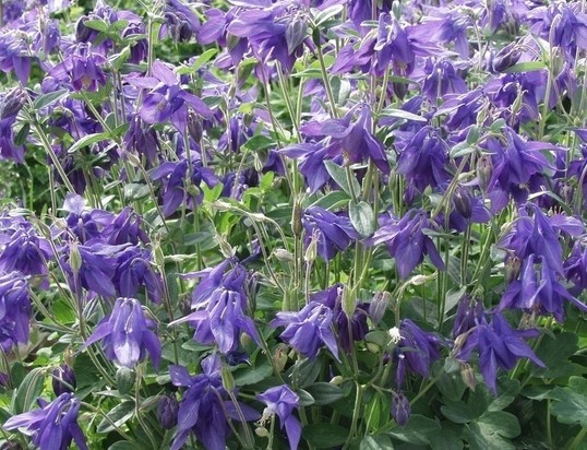 Aquilegia vulgaris Seeds | European Columbine