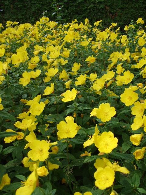 Oenothera biennis Seeds | Evening Primrose
