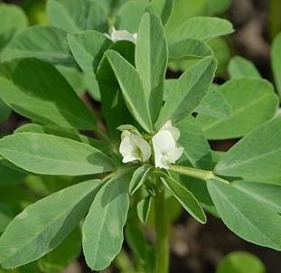 Trigonella foenum-graecum Seeds | Fenugreek Foenum Graecum