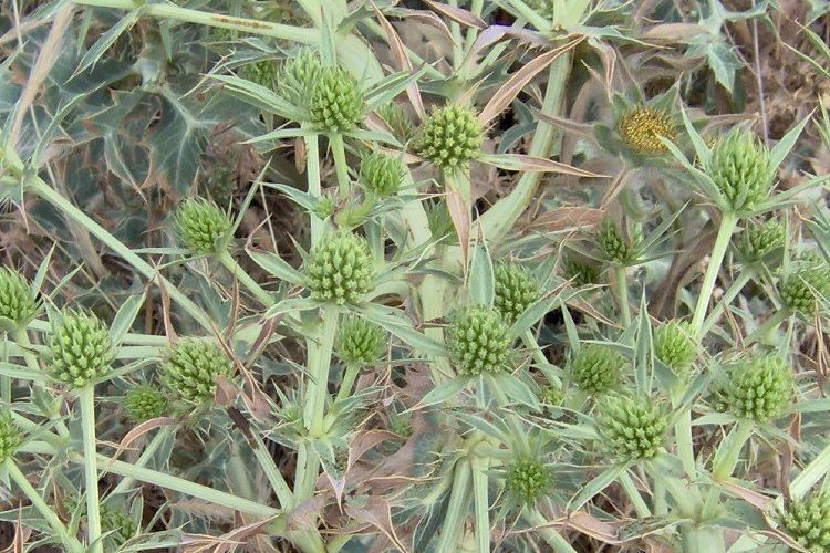 Eryngium campestre Seeds | Field Eryngo / Sea Holly