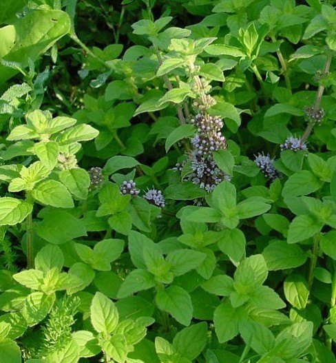 Field Mint seeds (Mentha arvensis) Field Mint seeds (Mentha arvensis)