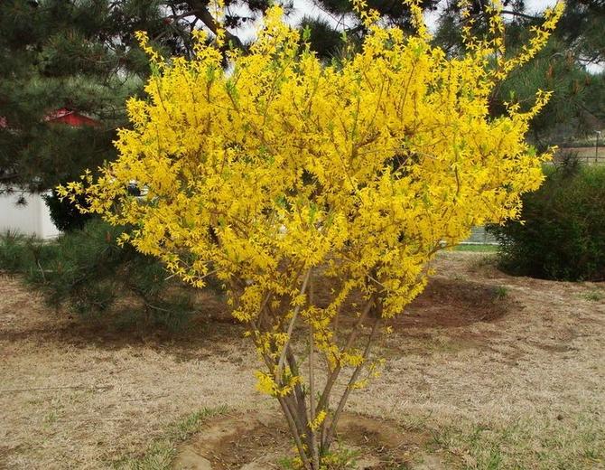 Forsythia Suspensa Seeds Trifoliate Forsythia Seeds Zhong Wei Horticultural Products Company Top Quality Plant Seeds Vegetables Trees Herbs