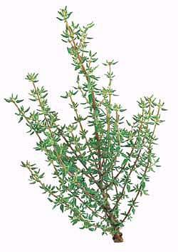Thymus vulgaris Seeds | French Thyme