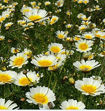 Glebionis coronaria Seeds | Garland Chrysanthemum