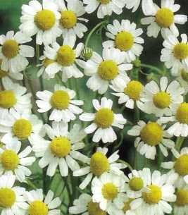 German Chamomile seeds (Matricaria recutita) German Chamomile seeds (Matricaria recutita)