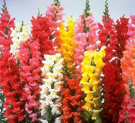 Antirrhinum majus Seeds | Giant Tetra Snapdragon