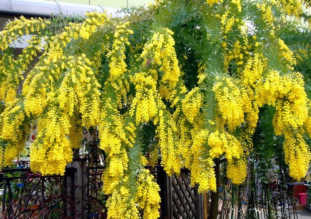 Golden Chain Tree seeds (Laburnum anagyroides) Golden Chain Tree seeds (Laburnum anagyroides)