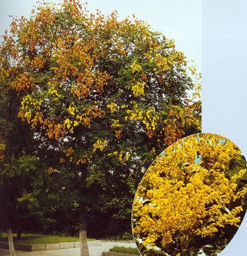 Golden Rain Tree seeds (Koelreuteria paniculata)