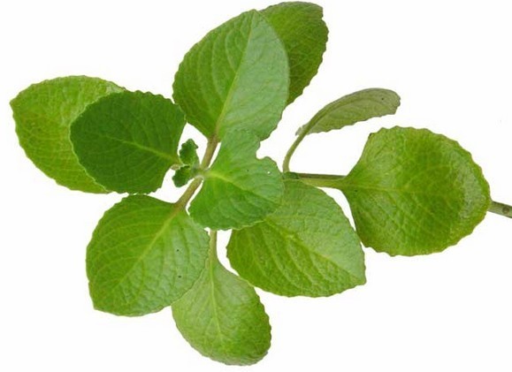 Origanum vulgare subsp. hirtum Seeds | Greek Oregano