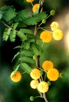 Green Wattle seeds (Acacia decurrens)
