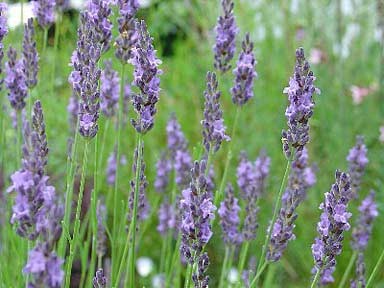 Lavandula x intermedia Seeds | Grosso Lavender