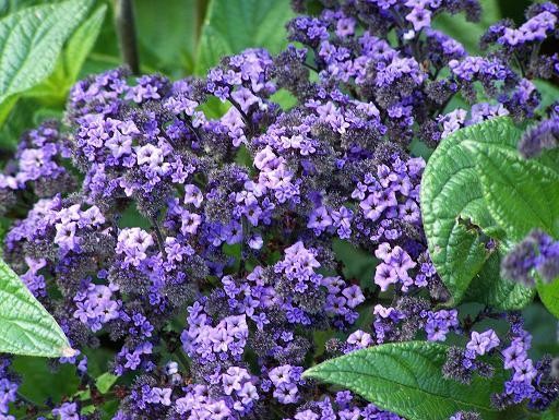 Heliotropium arborescens Seeds | Heliotrope