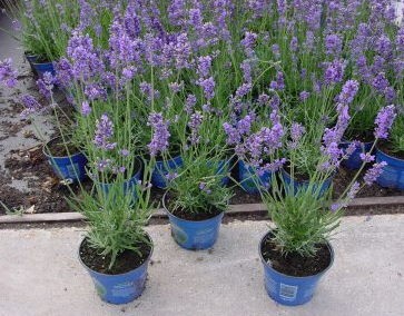 Lavandula angustifolia Seeds | Hidcote Lavender