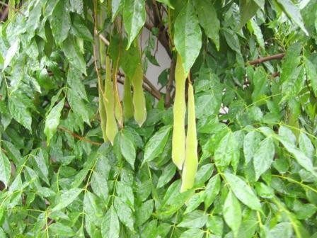 Gleditsia triacanthos Seeds | Honey Locust