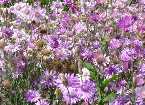 Xeranthemum annuum Seeds | Immortelle