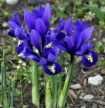 Iris Seeds | Iris
