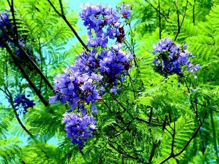 Jacaranda seeds (Jacaranda mimosifolia)