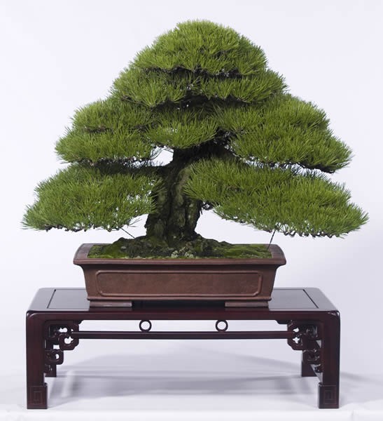 Japanese Black Pine seeds (Pinus thunbergii)