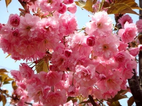 Japanese Flowering Cherry seeds (Prunus serrulata) Japanese Flowering Cherry seeds (Prunus serrulata)