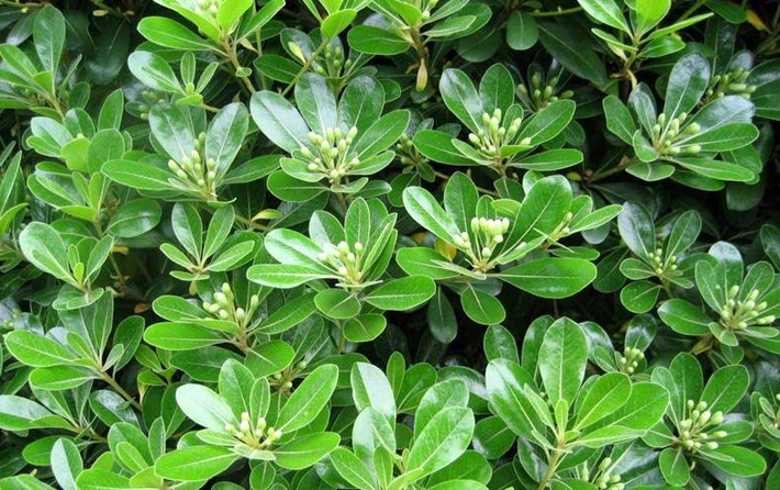 Japanese Pittosporum seeds (Pittosporum tobira)