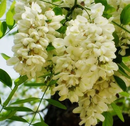 Japanese Scholar Tree seeds (Sophora japonica) Japanese Scholar Tree seeds (Sophora japonica)