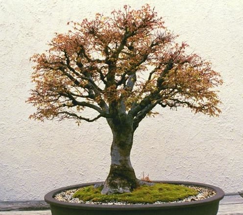 Japanese Zelkova seeds (Zelkova serrata) Japanese Zelkova seeds (Zelkova serrata)