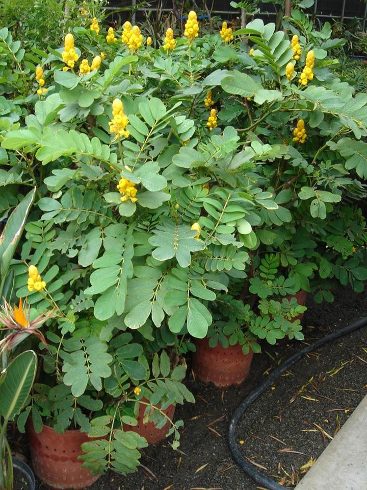 Kassod Tree seeds (Senna siamea (syn. Cassia siamea))