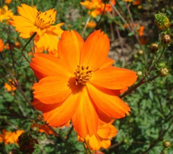 Cosmos sulphureus Seeds | Kenikir