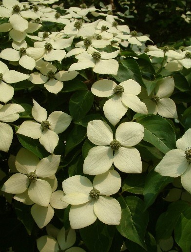 Kousa Dogwood seeds (Cornus kousa)