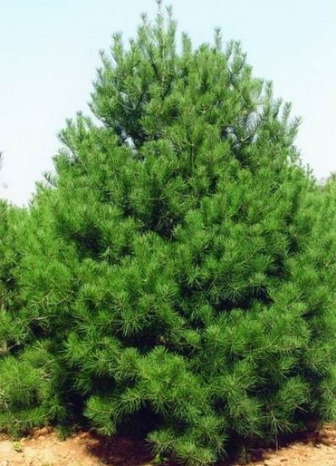 Lacebark Pine seeds (Pinus bungeana)