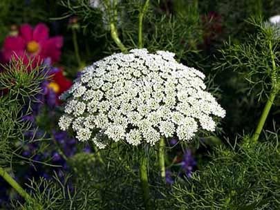 Ammi majus Seeds | Laceflower