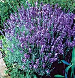Lavandula angustifolia Seeds | Lady Lavender