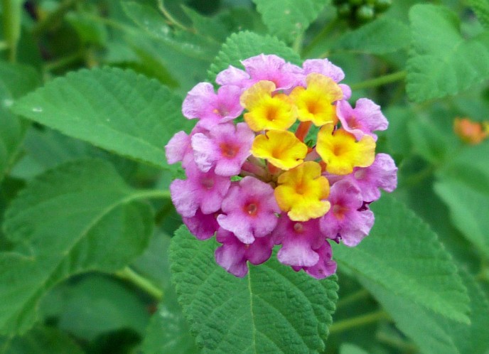 Lantana camara seed | BELL Garden Company,Wholesale Plant seeds,Alive ...