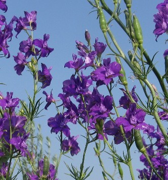 Consolida orientalis Seeds | Larkspur