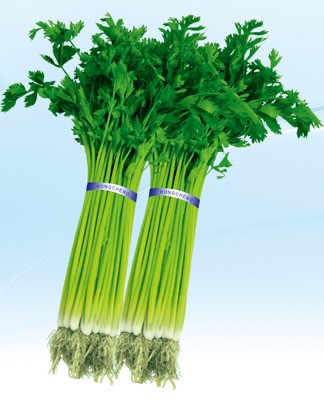 Apium graveolens Seeds | Chinese Celery Japanese Parsley