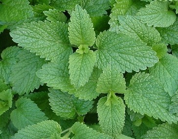 Melissa officinalis Seeds | Lemon Balm