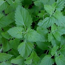 Nepeta cataria subsp. citriodora Seeds | Lemon Catnip