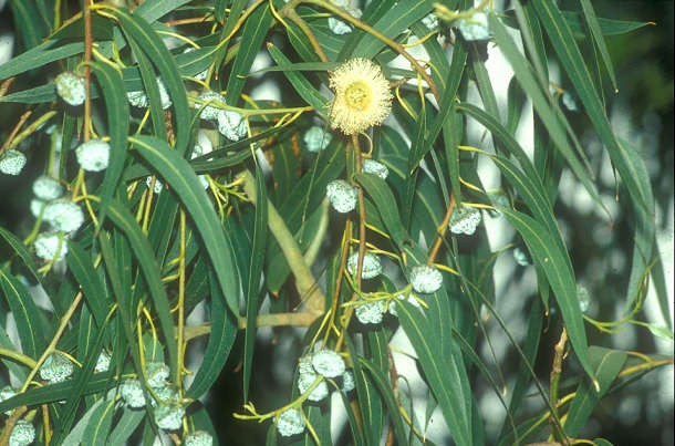 Eucalyptus citriodora Seeds | Lemon Eucalyptus