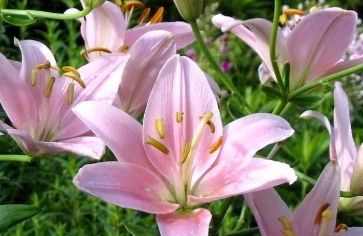 Lilium Seeds | Lily Garden