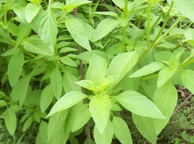 Ocimum americanum Seeds | Lime Basil
